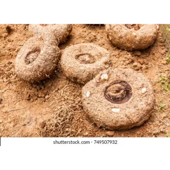 Organic Elephant Yam